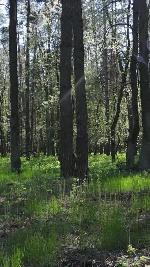 Vídeo vertical de floresta verde durante o dia — Vídeo de Stock