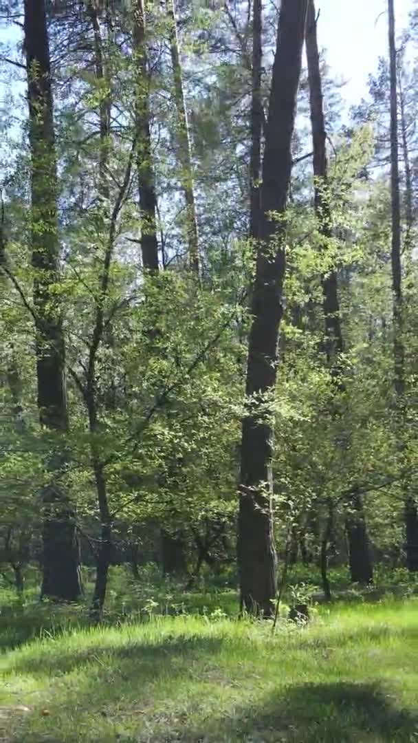Vertikales Video von grünem Wald während des Tages — Stockvideo