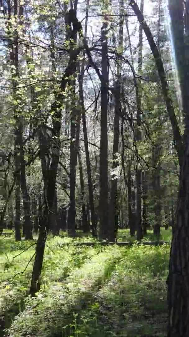 Vidéo verticale de la forêt verte pendant la journée