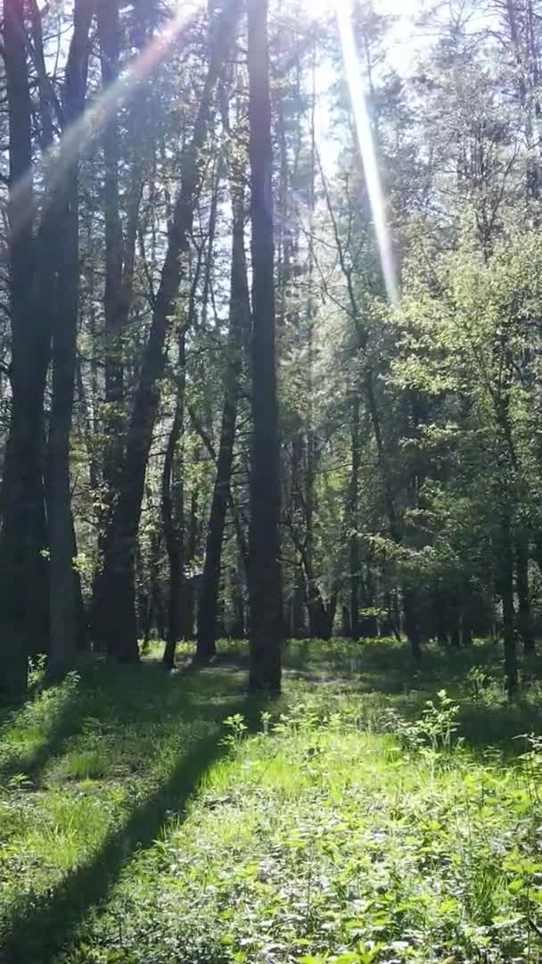 Vidéo verticale de la forêt verte pendant la journée
