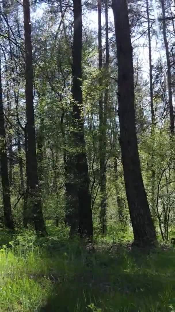 Vidéo verticale de la forêt verte pendant la journée — Video