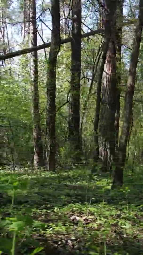 Vertikal video av grön skog under dagen — Stockvideo