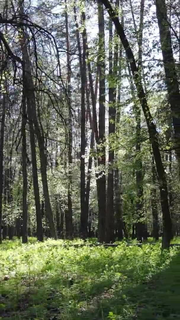 Vídeo vertical de floresta verde durante o dia — Vídeo de Stock