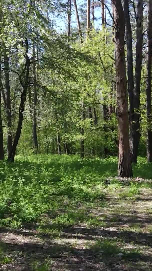 Vídeo vertical de floresta verde durante o dia — Vídeo de Stock