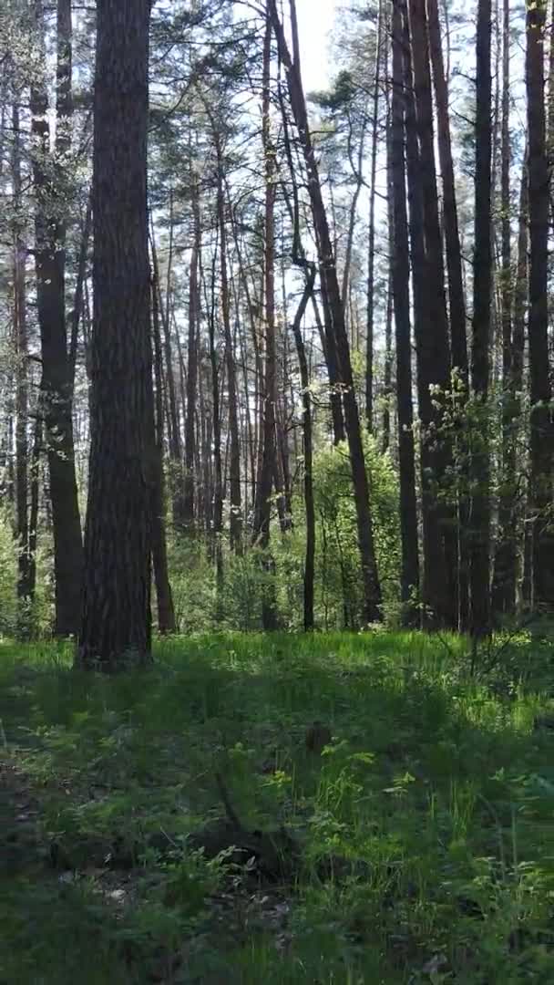 Vidéo verticale de la forêt verte pendant la journée