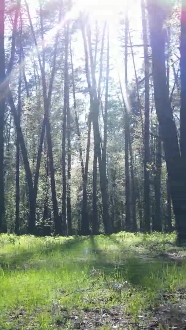 Vidéo verticale de la forêt verte pendant la journée