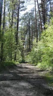 Gündüz boyunca yeşil ormanın dikey videosu