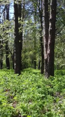 Gündüz boyunca yeşil ormanın dikey videosu