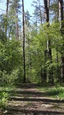 Gündüz boyunca yeşil ormanın dikey videosu