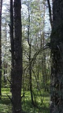 Gündüz boyunca yeşil ormanın dikey videosu