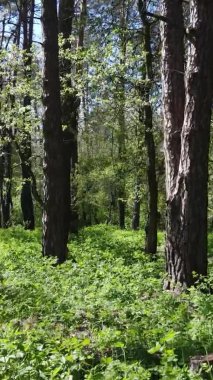 Gündüz boyunca yeşil ormanın dikey videosu