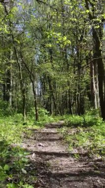 Gündüz boyunca yeşil ormanın dikey videosu