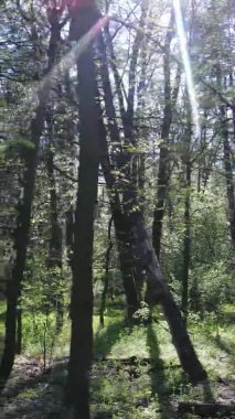 Gündüz boyunca yeşil ormanın dikey videosu