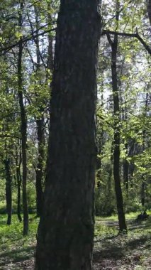 Gündüz boyunca yeşil ormanın dikey videosu