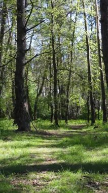 Gündüz boyunca yeşil ormanın dikey videosu