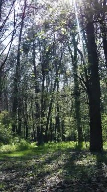 Gündüz boyunca yeşil ormanın dikey videosu