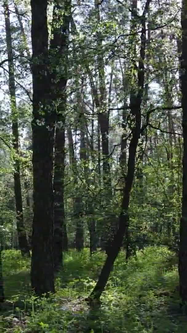 Vidéo verticale de la forêt verte pendant la journée