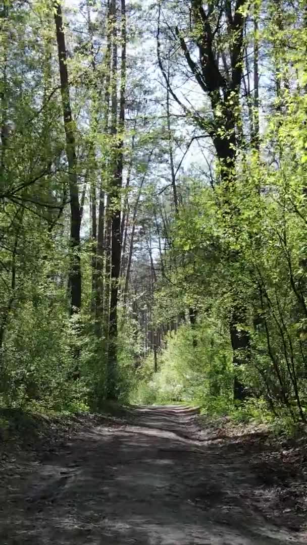 Vídeo vertical del bosque verde durante el día — Vídeos de Stock