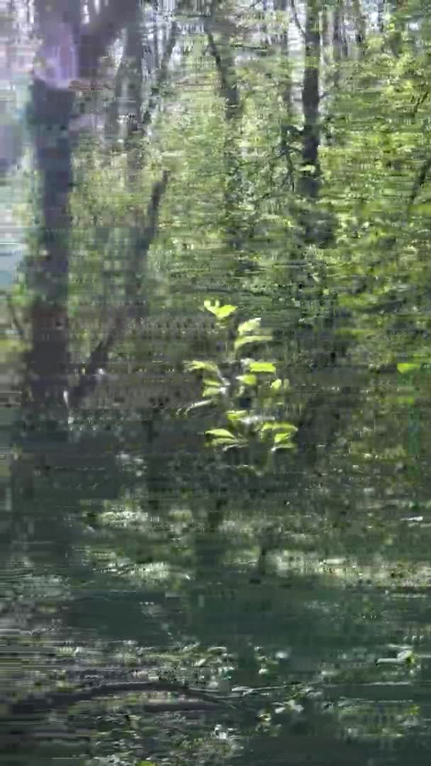 Függőleges videó a zöld erdő a nap folyamán — Stock videók