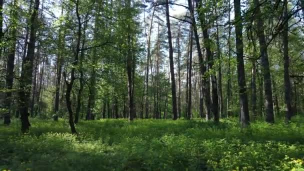 Zomer bos met pijnbomen, slow motion — Stockvideo