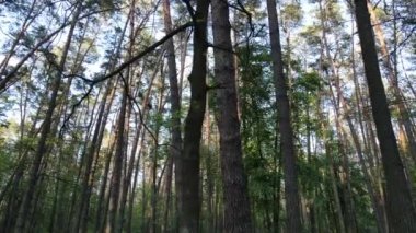 Çam ağaçlı yaz ormanı, yavaş çekim