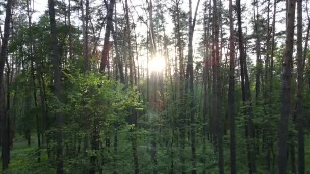 Bosque de verano con pinos, cámara lenta — Vídeo de stock