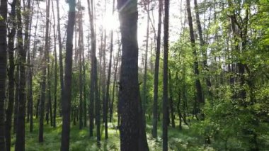 Çam ağaçlı yaz ormanı, yavaş çekim