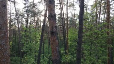 Çam ağaçlı yaz ormanı, yavaş çekim