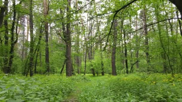 Bosque de verano con pinos, cámara lenta — Vídeos de Stock