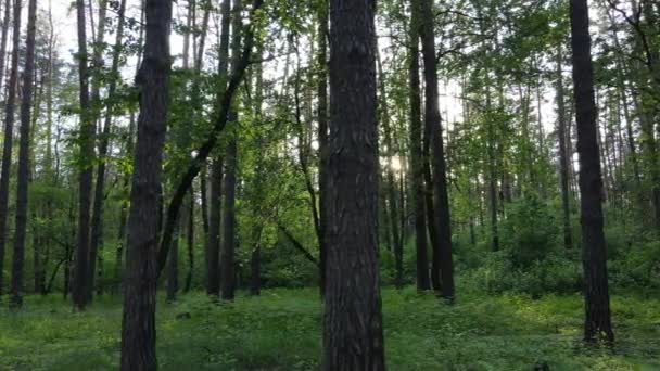 有松树的夏季森林，缓慢运动 — 图库视频影像