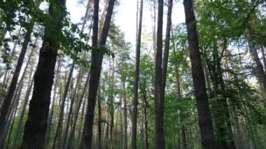 Çam ağaçlı yaz ormanı, yavaş çekim