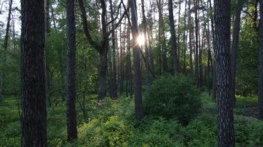 Çam ağaçlı yaz ormanı, yavaş çekim