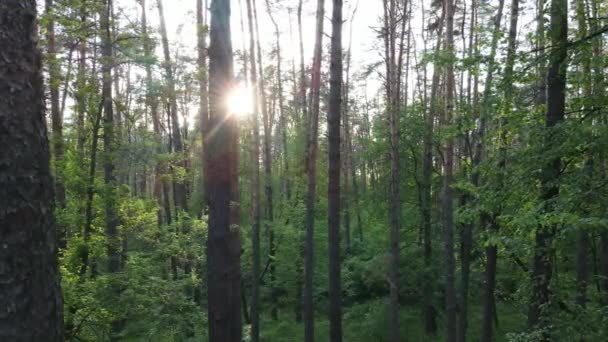 有松树的夏季森林，缓慢运动 — 图库视频影像