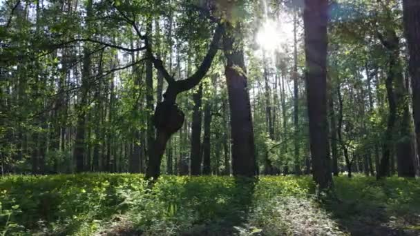 소나무가 우거진 여름 숲 속, 느린 동작 — 비디오
