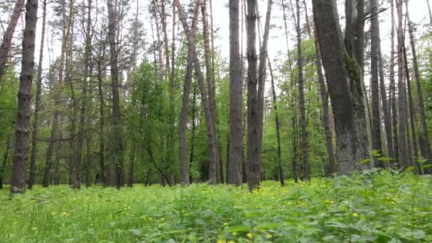 Bosque de verano con pinos, cámara lenta — Vídeos de Stock