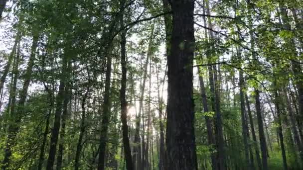 Sommarskog med tallar, slow motion — Stockvideo