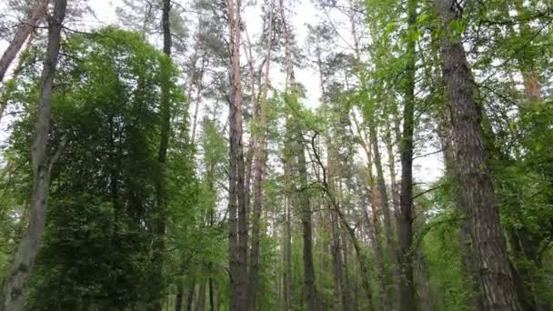 Bosque de verano con pinos, cámara lenta — Vídeos de Stock