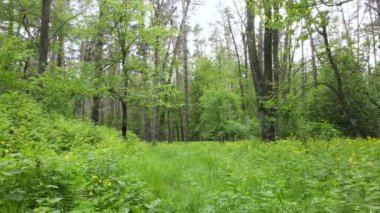 Çam ağaçlı yaz ormanı, yavaş çekim