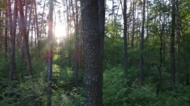 Çam ağaçlı yaz ormanı, yavaş çekim