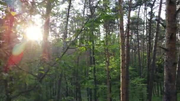 Zomer bos met pijnbomen, slow motion — Stockvideo