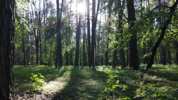 Sommerwald mit Kiefern, Zeitlupe — Stockvideo