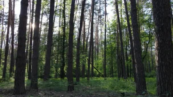 Bosque de verano con pinos, cámara lenta — Vídeos de Stock