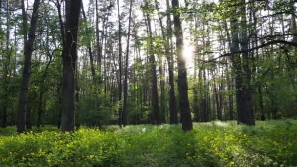 Bosque de verano con pinos, cámara lenta — Vídeos de Stock