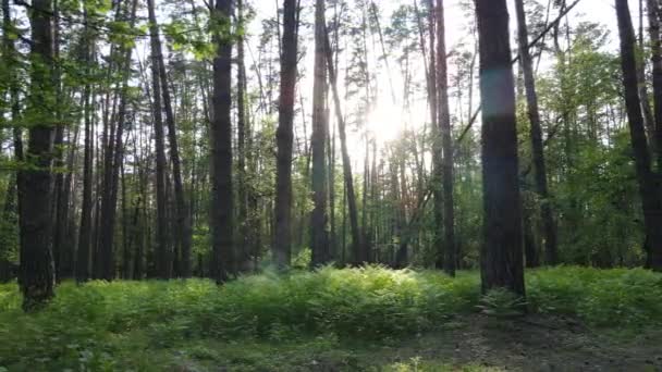 Sommarskog med tallar, slow motion — Stockvideo