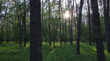 Çam ağaçlı yaz ormanı, yavaş çekim