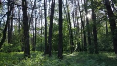 Çam ağaçlı yaz ormanı, yavaş çekim