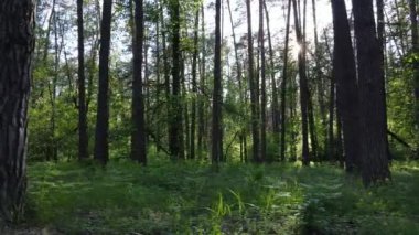 Çam ağaçlı yaz ormanı, yavaş çekim