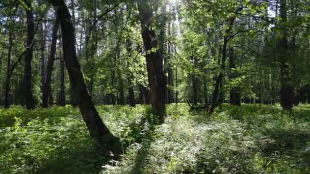 Summer forest with pine trees, slow motion — Stock Video