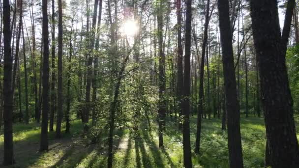 Forêt d'été avec pins, ralenti — Video