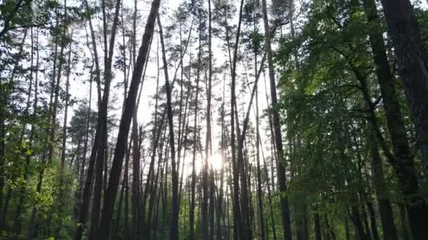 Літній ліс з сосновими деревами, повільний рух — стокове відео